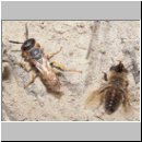 Philanthus triangulum - Bienenwolf 015.jpg